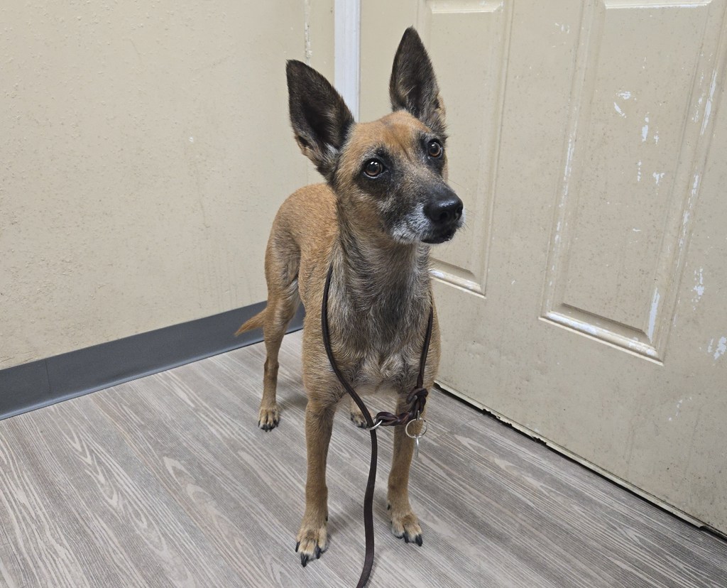 Shelter Stray Female Dog last seen Near Plaza Drive, Oceanside, CA, 92056, Oceanside, CA 92058, USA