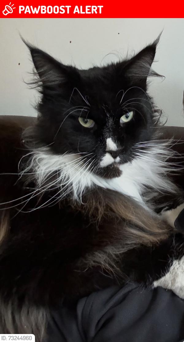 Lost Male Cat last seen Nightingale Square, Greater London, England SW12 8QJ