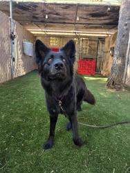 Shelter Stray Female Dog last seen Valley Center Road, Rincon, CA, 92082, Escondido, CA 92027, USA