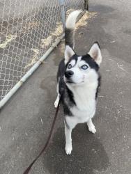 Shelter Stray Male Dog last seen San Ysidro - finder did not know exact location/street., San Diego, CA, 92173, 5500 Gaines St, San Diego, CA 92110, USA