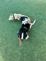 Shelter Stray Male Dog last seen Near Santar Place, San Marcos, CA, 92069, Escondido, CA 92027, USA