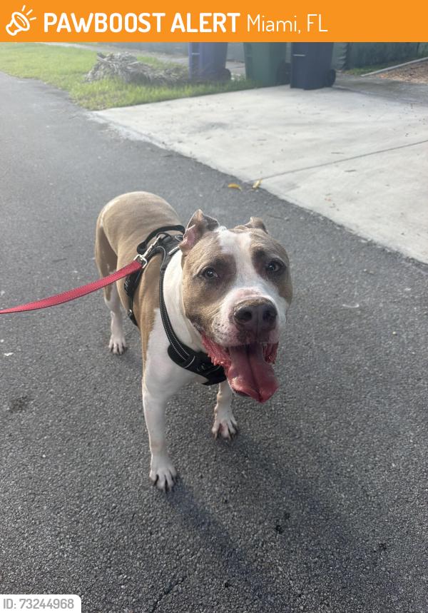 Found/Stray Male Dog last seen Bird & Red Road, Miami, FL 33133