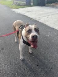 Found/Stray Male Dog last seen Bird & Red Road, Miami, FL 33133