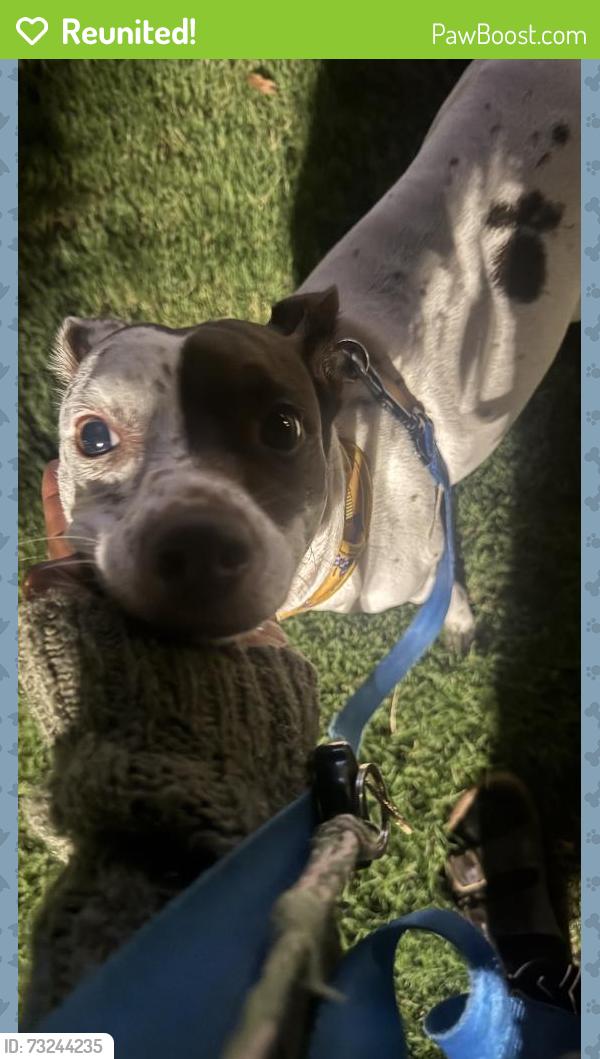 Reunited Female Dog last seen Near Shannon Rd, Durham, NC 27707, USA, Durham, NC 27707
