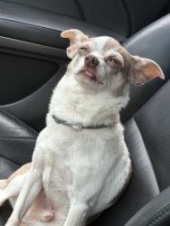 Lost Male Dog last seen Whitesboro st, Utica, NY 13502