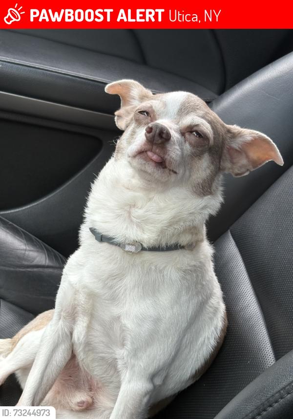 Lost Male Dog last seen Whitesboro st, Utica, NY 13502