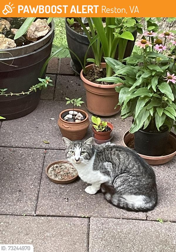 Found/Stray Unknown Cat last seen Ring Road, Reston, VA 20190