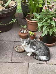 Found/Stray Unknown Cat last seen Ring Road, Reston, VA 20190