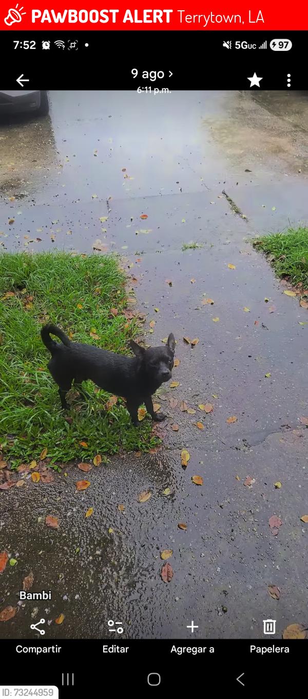 Lost Male Dog last seen Near whitney Ave, Terrytown, LA 70056