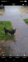 Lost Male Dog last seen Near whitney Ave, Terrytown, LA 70056