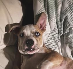Lost Male Dog last seen South congaree police station, West Columbia, SC 29172