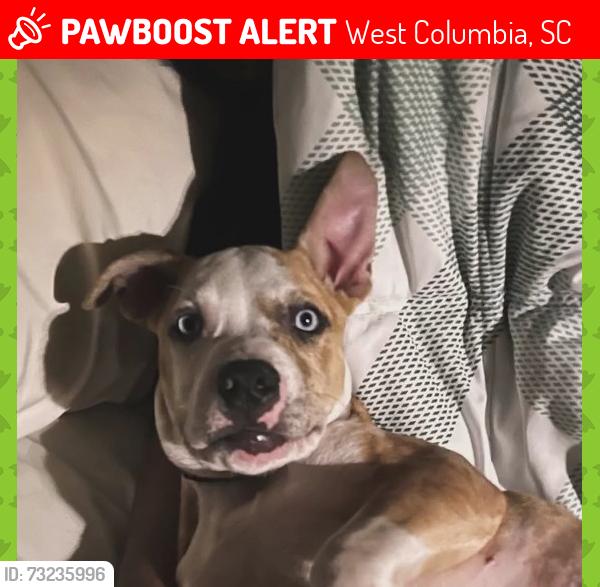 Lost Male Dog last seen South congaree police station, West Columbia, SC 29172