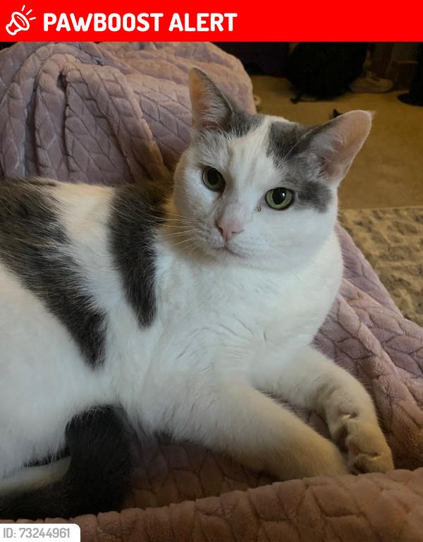 Lost Female Cat last seen Canal Highlands Blvd, Canal Winchester, OH 43110