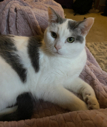 Lost Female Cat last seen Canal Highlands Blvd, Canal Winchester, OH 43110