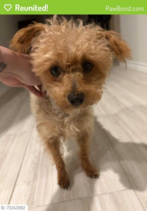 Reunited Female Dog last seen Subtle creek lane, Crowley, TX 76036