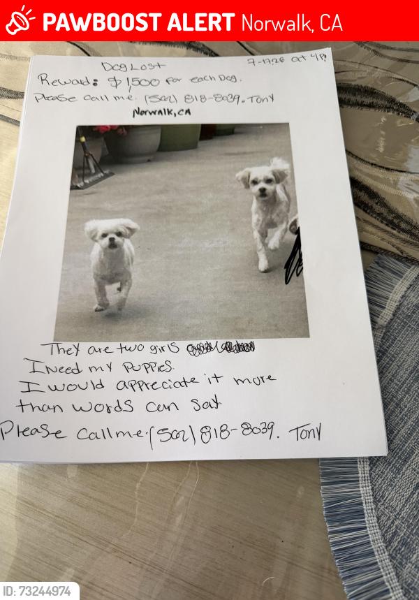Lost Female Dog last seen Near grils lost, Norwalk, CA 90650