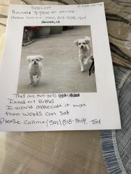 Lost Female Dog last seen Near grils lost, Norwalk, CA 90650