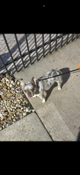 Lost Female Dog last seen Near sawmill road, Spring, TX 77380