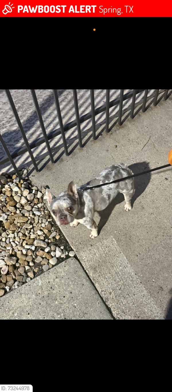 Lost Female Dog last seen Near sawmill road, Spring, TX 77380