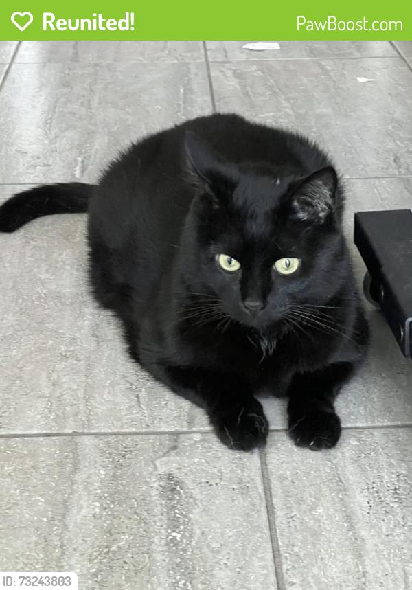 Reunited Male Cat last seen 25th St & K St, San Diego, CA 92102