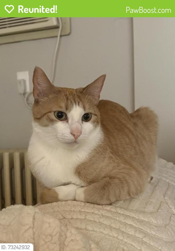 Reunited Male Cat last seen Near Robert's road, Wellesley, MA 02481