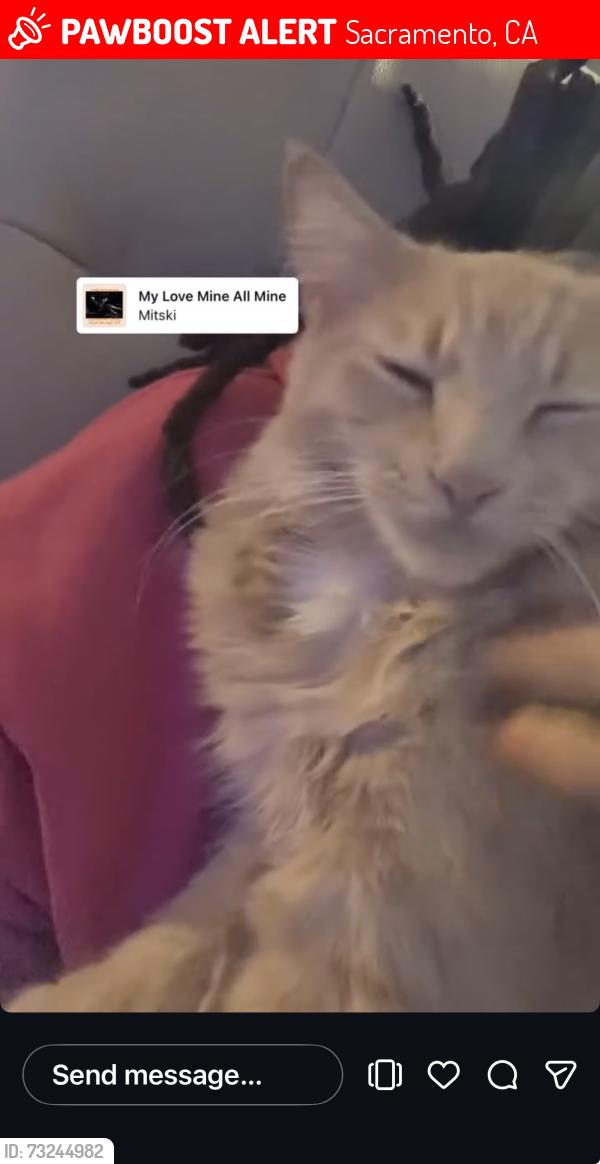 Lost Male Cat last seen Sac city college william land park, Sacramento, CA 95822