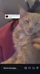 Lost Male Cat last seen Sac city college william land park, Sacramento, CA 95822