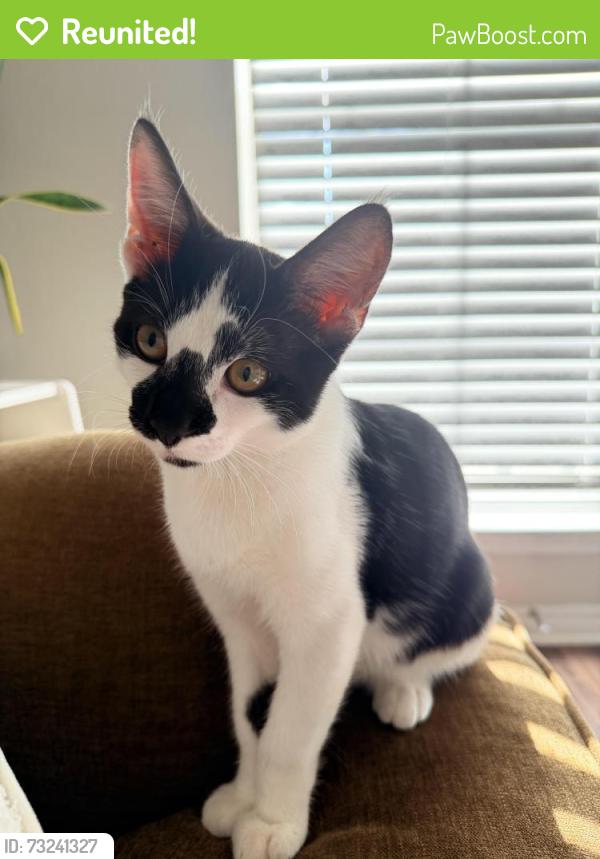 Reunited Male Cat last seen The station at MacArthur, Irving, TX 75038