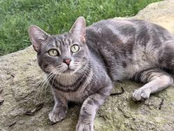 Found/Stray Female Cat last seen W 140th terrace, Overland Park, KS 66223