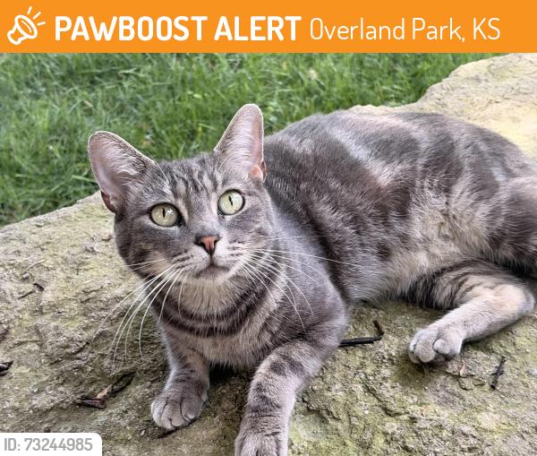 Found/Stray Female Cat last seen W 140th terrace, Overland Park, KS 66223