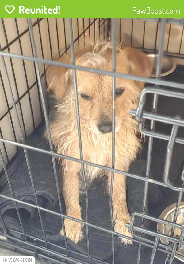 Reunited Male Dog last seen Near Carrollton Greenbelt trail., Carrollton, TX 75011