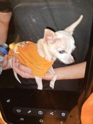 Found/Stray Unknown Dog last seen Near Evansdale nw 87105, Albuquerque, NM 87105