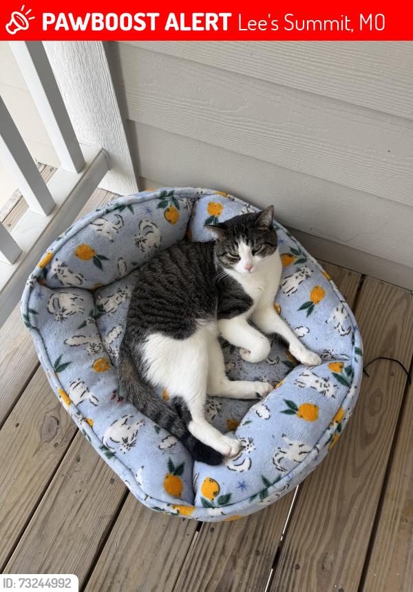 Lost Male Cat last seen Fairway apartments, Lee's Summit, MO 64064