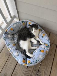 Lost Male Cat last seen Fairway apartments, Lee's Summit, MO 64064