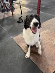 Found/Stray Male Dog last seen Flatland CrossFit, Lubbock, TX 79414