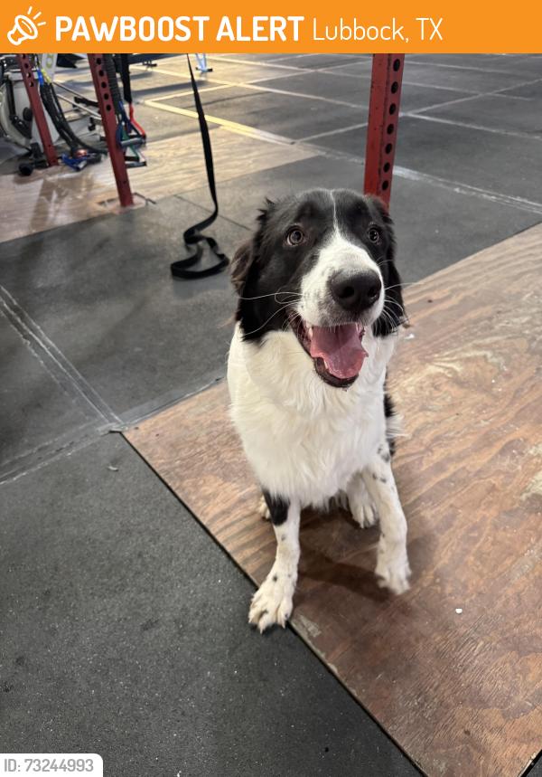 Found/Stray Male Dog last seen Flatland CrossFit, Lubbock, TX 79414