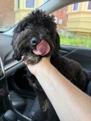 Reunited Male Dog last seen Walnut Lane and Morton Street, Philadelphia, Philadelphia, PA 19144