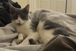 Reunited Unknown Cat last seen Knight St and Ring St, Federal Hill, Providence RI, Providence, RI 02909