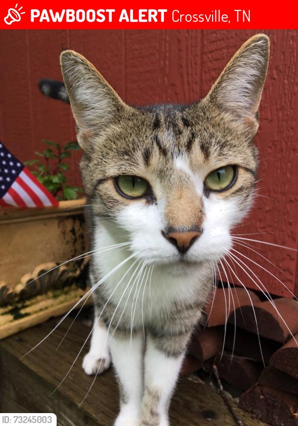 Lost Male Cat last seen Wilshire Heights cndmniums, Crossville, TN 38558