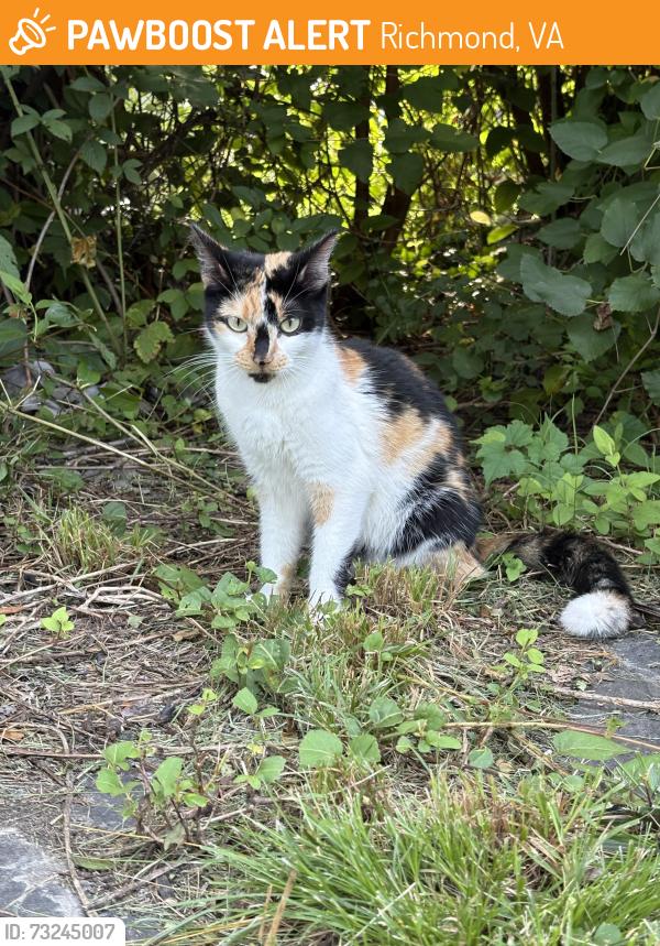 Found/Stray Female Cat last seen West Laburnum, Richmond, VA 23230