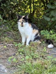 Found/Stray Female Cat last seen West Laburnum, Richmond, VA 23230