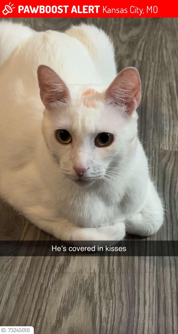 Lost Male Cat last seen The flts at minor park, Kansas City, MO 64131