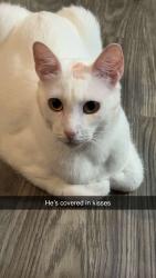 Lost Male Cat last seen The flts at minor park, Kansas City, MO 64131