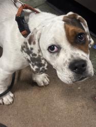 Shelter Stray Male Dog last seen , 14409 Vanowen St, Van Nuys, CA 91405, USA