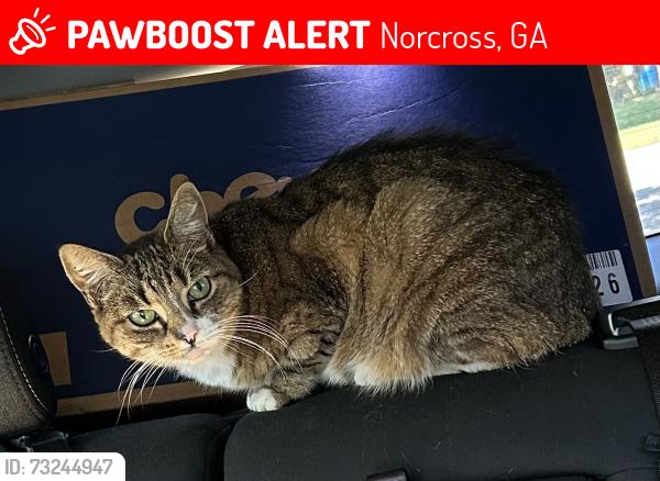 Lost Female Cat last seen Old Norcross rd, Norcross, GA 30071
