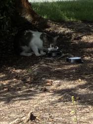 Found/Stray Unknown Cat last seen Hyatt place hotel Raleigh/durham airport, Morrisville, NC 27560