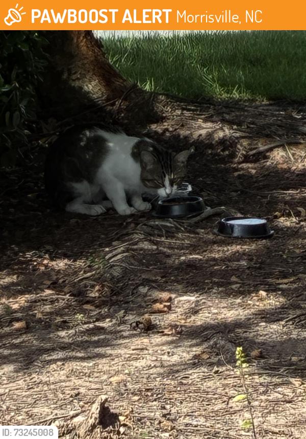 Found/Stray Unknown Cat last seen Hyatt place hotel Raleigh/durham airport, Morrisville, NC 27560