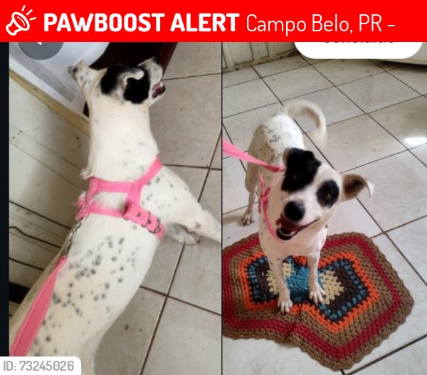 Lost Female Dog last seen Rua deputado Fernando Ferrari, Campo Belo, PR 86062-030