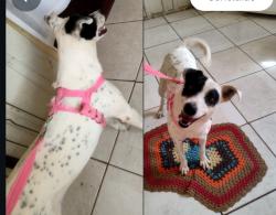 Lost Female Dog last seen Rua deputado Fernando Ferrari, Campo Belo, PR 86062-030