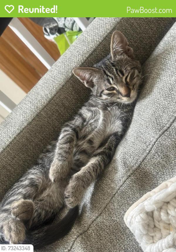 Reunited Male Cat last seen Furlong Way, Antioch, CA 94531
